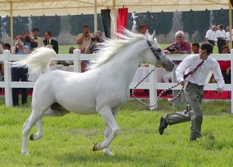 Mark Gamlin showing Batyskaf at the Turkish Arabian Stud in Karacabey - Photograph taken by Phil Crabill